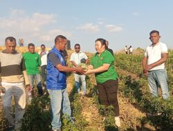 Panen Perdana 15 Ton Hortikultura di Kebun Jane Belu, Bukti Nyata Jane Natalia Suryanto Bangun Sektor Pertanian dan Peternakan
