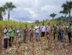 Wabup Belu Panen Jagung dan Kacang Tanah Poktan Kun Bot Indah