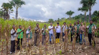 Wabup Belu Panen Jagung dan Kacang Tanah Poktan Kun Bot Indah