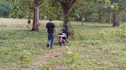 Grebek Sabung Ayam, Polres Belu Amankan Tiga Sepeda Motor
