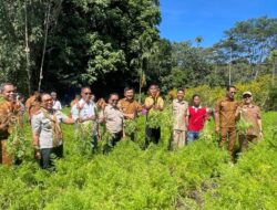 Lasiolat Siap Pasok Wortel untuk Kebutuhan MBG