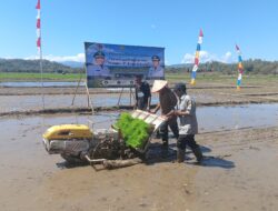 Genjot Penanaman Padi, Pemda Belu Optimis Swasembada Beras